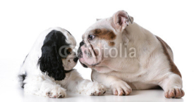 Fototapety two puppies