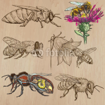 Fototapety bees, beekeeping and honey - hand drawn vector pack 2