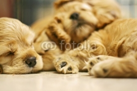 Fototapety sleeping dog