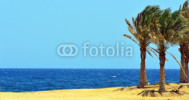 Fototapety palme e mare a marsa alam