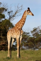 Obrazy i plakaty Giraffe in Africa