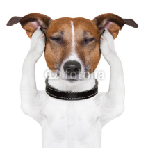 Fototapety dog meditation