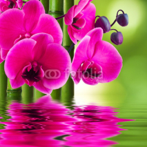 Naklejki orchid flower with bamboo and reflection in water