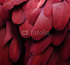 Obrazy i plakaty Bird Feathers (Red)