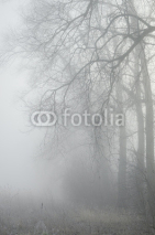 Naklejki trees in misty forest
