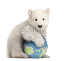 Naklejki Polar bear cub, Ursus maritimus, 3 months old, with globe