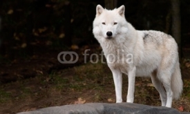 Naklejki Arctic Wolf Looking at the Camera