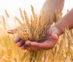 Naklejki young farmer in a wheat field