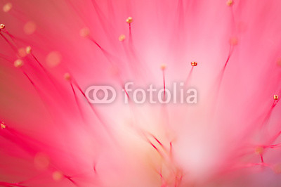 Close-up of pink flowers and carpel in the garden / Macro of pink flower and carpel in forest