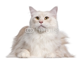 Naklejki Maine Coon cat, 3 years old, in front of white background