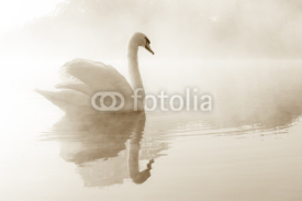Naklejki Mute swan Cygnus olor gliding across a mist covered lake at dawn