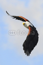 Obrazy i plakaty African fish eagle (Haliaeetus vociferoides)