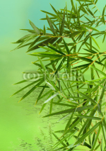 Fototapety bambou asiatique