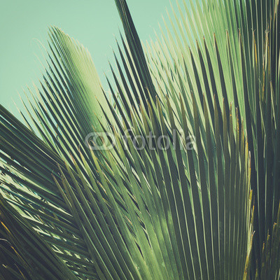 Abstract tropical vintage background. Palm leaves in sunlight.