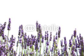 Fototapety Purple lavender flowers