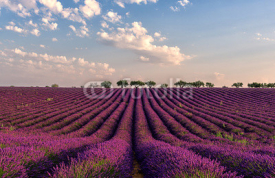 Naklejki Gentle pink sunrise over the endless lavender fields in Provence, France