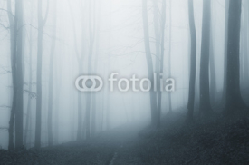 Fototapety misty forest after rain