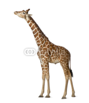 Fototapety Somali Giraffe, commonly known as Reticulated Giraffe
