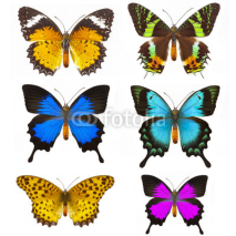 Obrazy i plakaty Butterfly