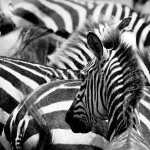 Fototapety pattern of zebras