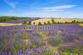 Naklejki Lavender and wheat field