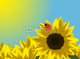 Naklejki yellow sunflowers at blue background