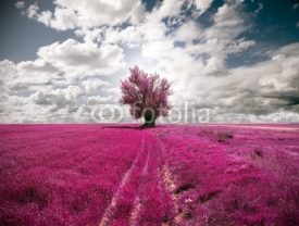 Fototapety oniric landscape and tree