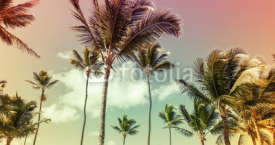 Fototapety Coconut palm trees over cloud sky background