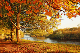 Naklejki Beautiful Autumn in the park