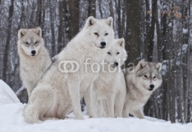 Fototapety Arctic Wolf Pack