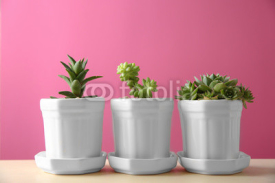 Obrazy i plakaty Pots with succulents on color background