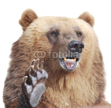 Naklejki The brown bear welcomes with a paw isolated on white