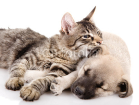 Naklejki Kitten and a pup together. isolated on white 