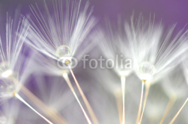 Fototapety water droplet on dandelion seeds