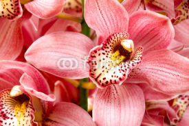 Obrazy i plakaty orchid flower