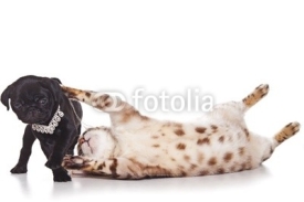 Fototapety Cat with pug puppy on white