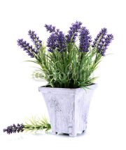 Fototapety Beautiful lavender in wooden pot isolated on white