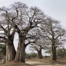 Naklejki Scenic view of large trees