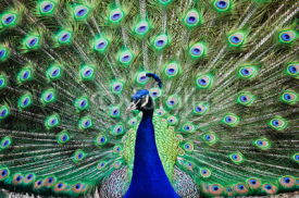Naklejki Peacock with Feathers Spread