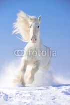 Naklejki White horse stallion runs gallop in front focus