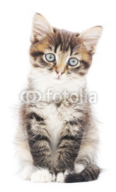 Obrazy i plakaty Kitten on a white background