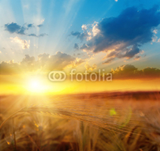 Naklejki golden sunset over field with barley