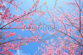Naklejki Pink Sakura Flowers in Springtime