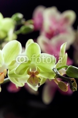 Yellow and purple orchids isolated on black background