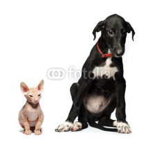 Fototapety Cute puppy greyhound and kitten don sphynx on a white