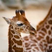 Naklejki baby giraffe