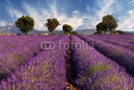 Obrazy i plakaty Lavender field in Provence, France