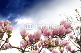 Naklejki Magnolia Tree Blossom, Spring Season