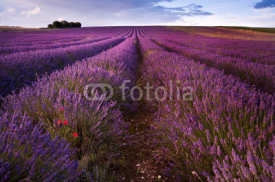 Fototapety Beautiful lavender field landscape with dramatic sky