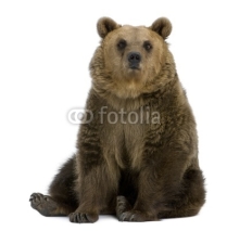 Obrazy i plakaty Brown Bear, 8 years old, sitting in front of white background